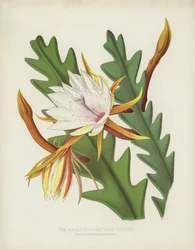 Der Winkeltragende Blattkaktus, Phyllocactus Anguliger